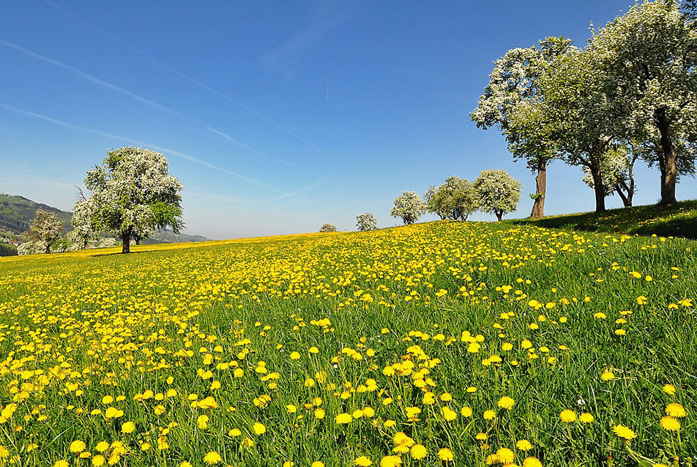 Fiori di Tarassaco